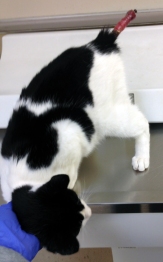 Maury - Stub Tail Kitty - Before 2