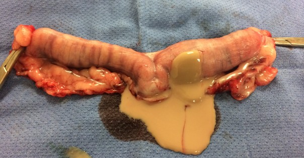 Sandy's large, distended uterus, cut open and draining pus.
