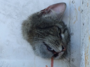 Cat Stuck in Metal Shop Door