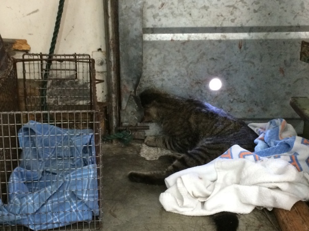 Inside the metal shop, the cat was found stuck in a small hole in the metal door. The towel and carrier were brought by the officers.