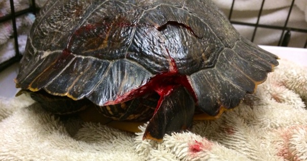 Turtle with Injured Shell