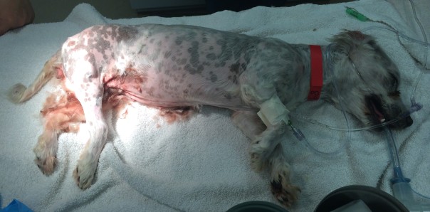 Poodle Mix Under General Anesthesia Before Amputation Surgery
