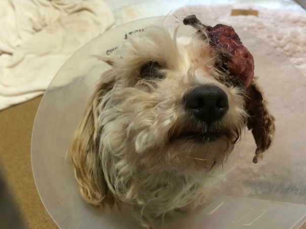 Dog with Eye Mass, Trichoblastoma - Before Surgery